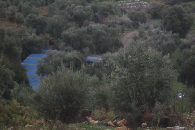 İzmir Torbalı Gold Emlaktan Satılık Zeytinli Tarla 1