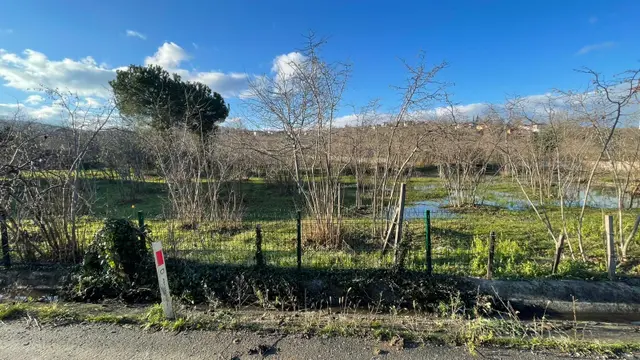 Perşembe Efirli Satılık 2289 M2 Fındık Bahçesi 3
