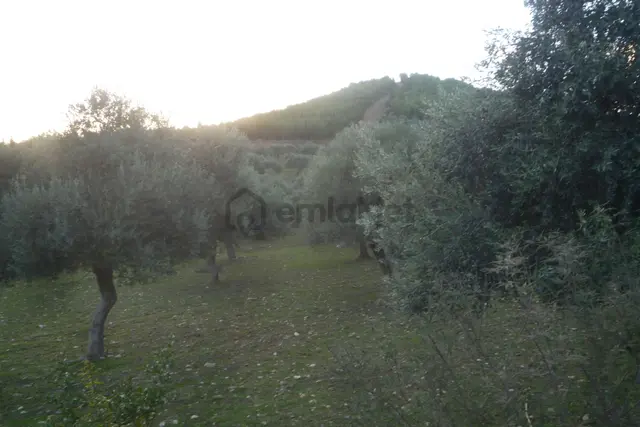 İzmir Torbalı Gold Emlaktan Satılık Zeytinli Tarla 4
