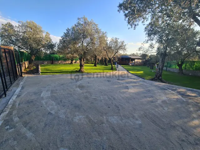 Artı'dan İçerisinde Ahşap Evi Olan Satılık 1.170 M2 Zeytinlik 3