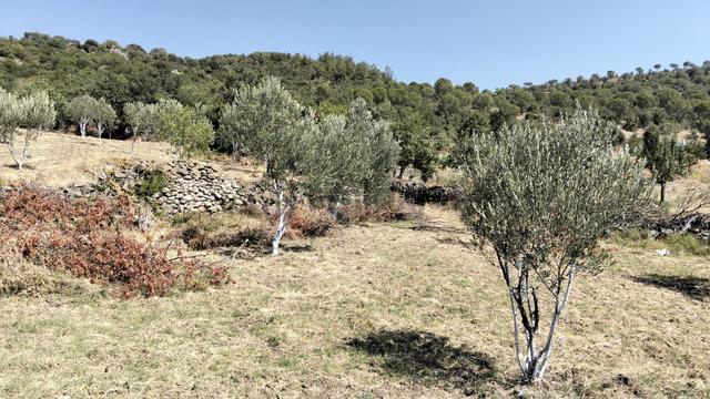 Artı Emlak'tan Havran Hallaçlar'da Satılık 6.550 M2 Tarla 4