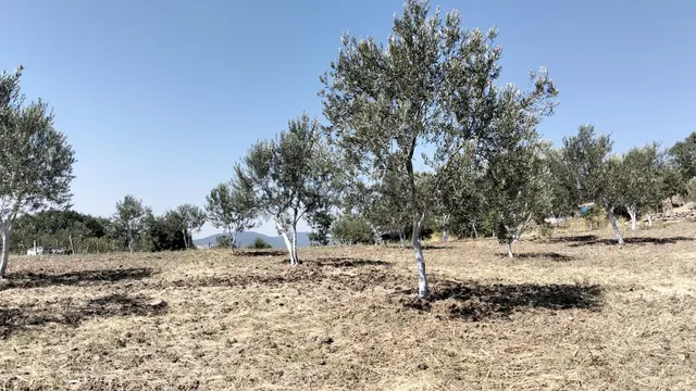 Artı Emlak'tan Havran Hallaçlar'da Satılık 6.550 M2 Tarla 3