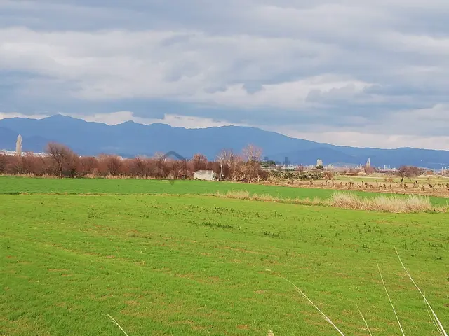 Artı Emlak'tan Burhaniye Börezli'de Satılık 11.000 M2 Tarla 2