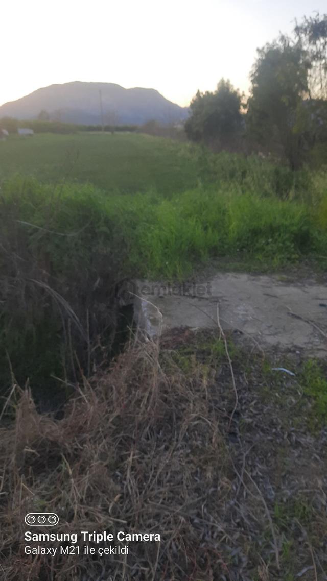 Ortaca Fevziye 2500 M2 Tarla 2
