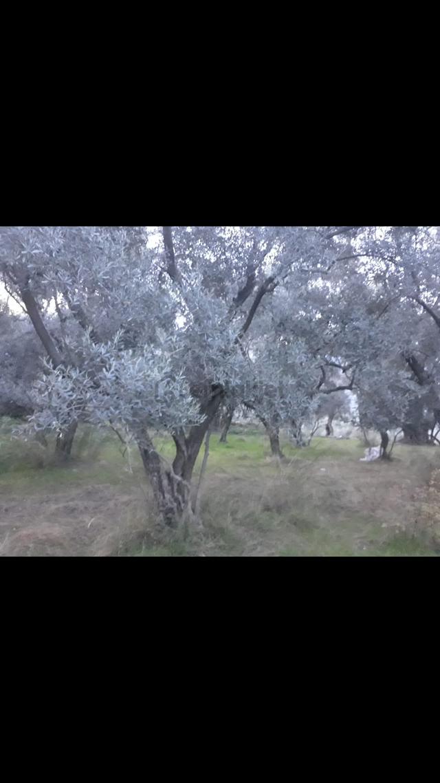 Denizli Kale Karagöl Mevkiinde Satılık Zeytinlk 4