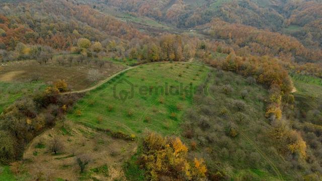 Re/max True'dan Avluburun Köyünde 600 Ocaklık Fındık Bahçesı 5