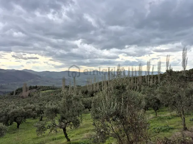 C21 Cius; Gemlik Hamidiye Köyü’nde Yolu Olan 3.025 M² Zeytinlik 3