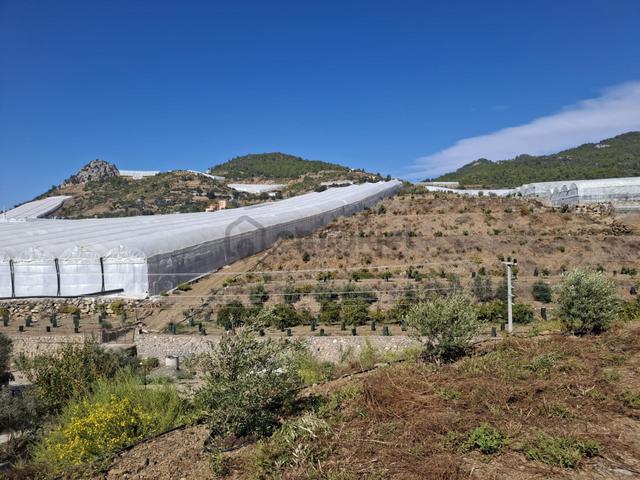 🌿 Alanya’ya Yakın – Tropikal Tarıma Uygun Verimli Arazi 🌿 5