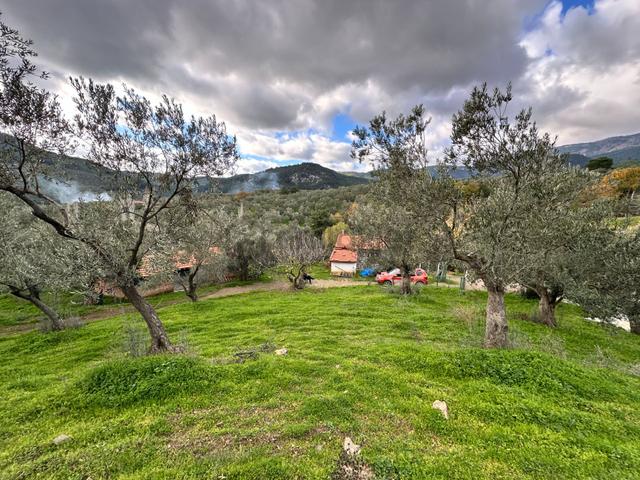 Mera Emlaktan Dereli Köyünde Ev+dam+su+ Mevcut 9.775m2 Zeytinlik 5