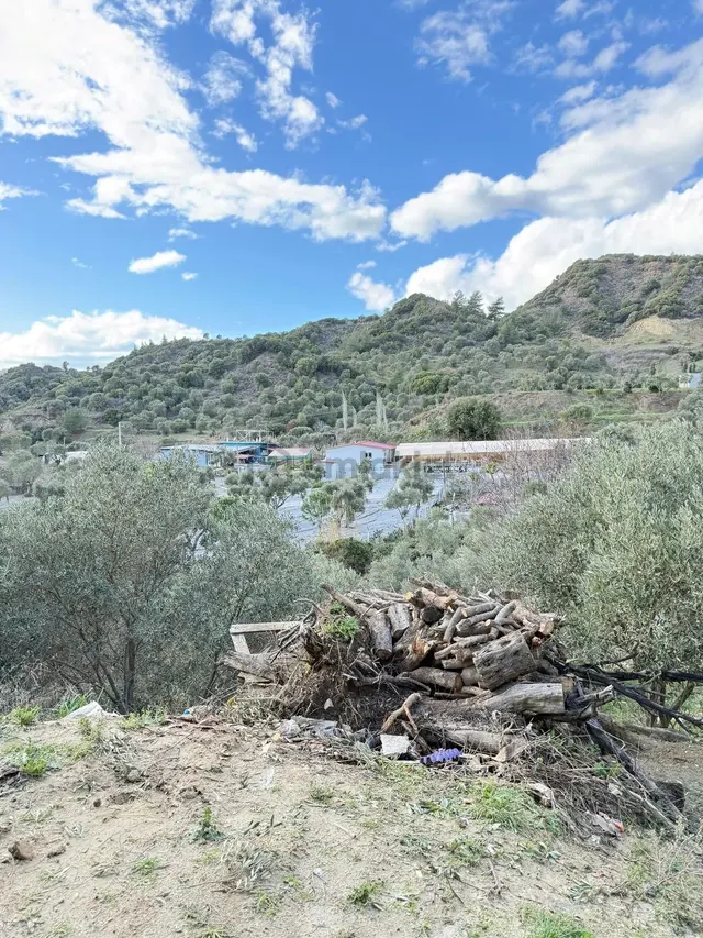 Söke Kuşadası Yolunda 7 Dönüm Satılık Arazi 3