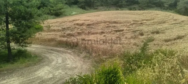 3ev Emlak'tan Karaisalı Da Satılık Tek Tapu 14700 M2 Tarla 3