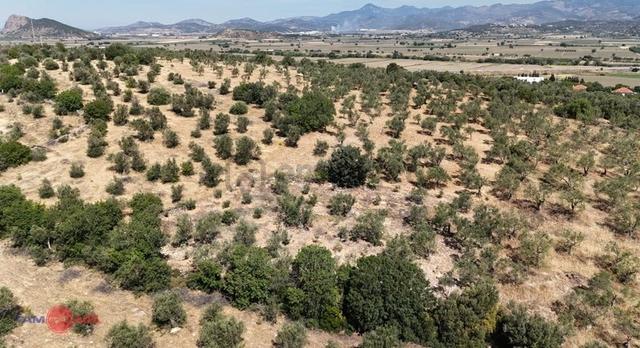 Bergama Bozköy'de Lokasyon Avantajlı Yüksek Verimli Zeytinlik 5