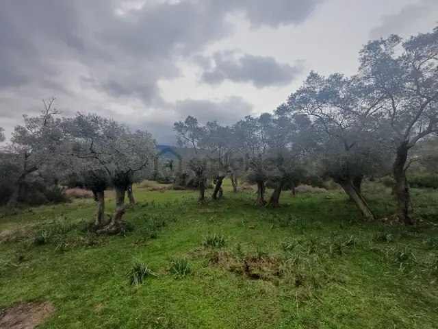 Milas Kazıklı Mahallesi'nde Satılık 31 Dönüm Zeytinlik 2