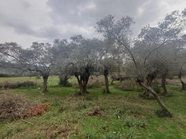 Milas Kazıklı Mahallesi'nde Satılık 31 Dönüm Zeytinlik 5