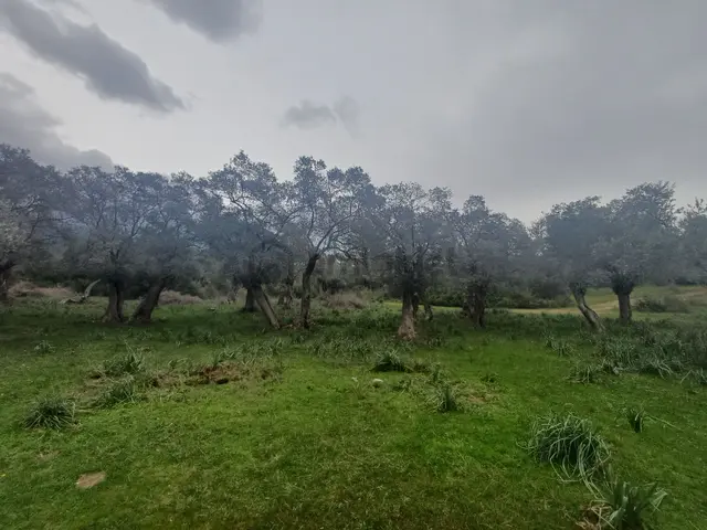 Milas Kazıklı Mahallesi'nde Satılık 31 Dönüm Zeytinlik 3