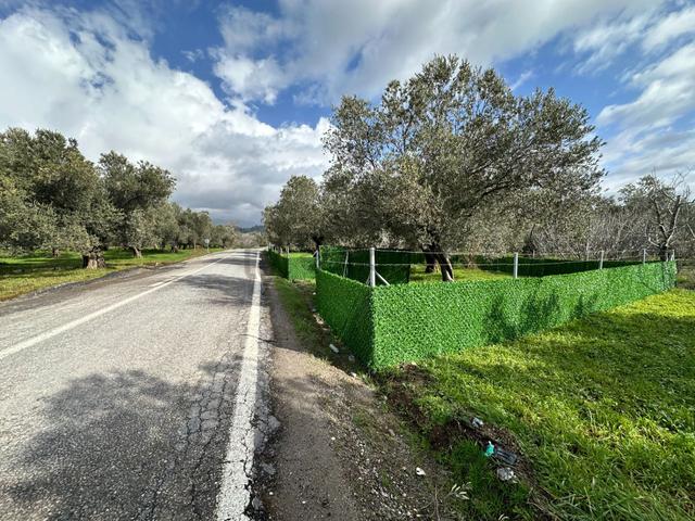 ▀▄mera Emlaktan Tuzcumurat Mh. Asfalta Cephe 427m2 Zeytinlik 4