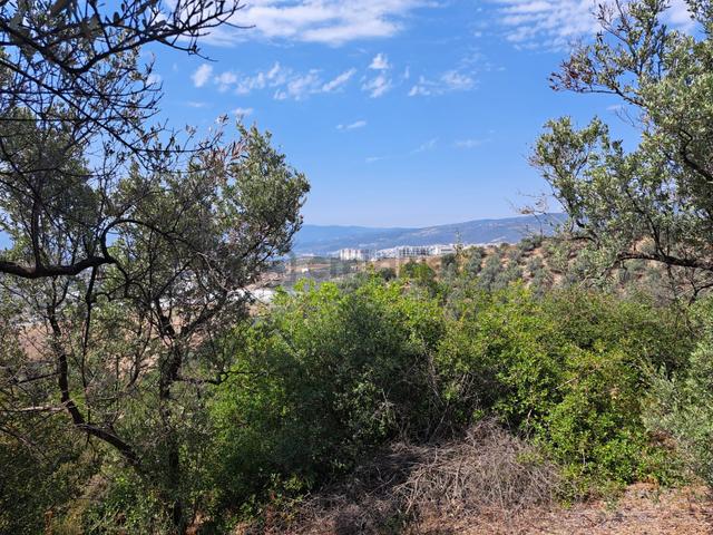 Bursa Gemlik Umurbey Satılık Zeytın Bahçesi 2500m2 5