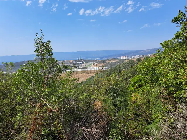 Bursa Gemlik Umurbey Satılık Zeytın Bahçesi 2500m2 3