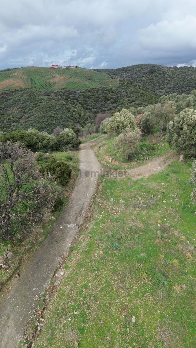 Seferihisar Ulamış Mahallesi – Baraja Yakın, Geniş Yol Cepheli, Vadi Manzaralı Satılık Zeytinlik 5