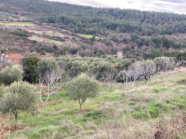 Muhteşem Baraj Manzaralı Köyevi Ve Zeytin-incir Bahçesi 7000 M2 5