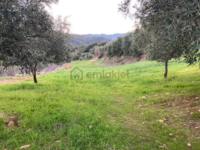 Muhteşem Baraj Manzaralı Köyevi Ve Zeytin-incir Bahçesi 7000 M2 4