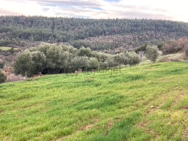 Muhteşem Baraj Manzaralı Köyevi Ve Zeytin-incir Bahçesi 7000 M2 3