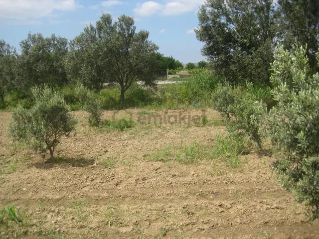 Bergama Kurfallı'da Satılık 1755 M² Hobi Bahçesi, Zeytin Ağaçlı 2