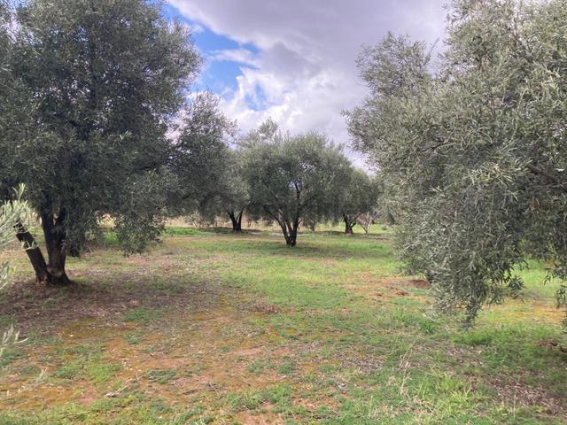 Daire Takaslı Bakımlı Zeytin Ve Meyve Bahçesi 6,754 M2 5