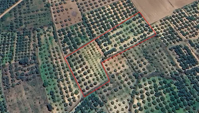 Daire Takaslı Bakımlı Zeytin Ve Meyve Bahçesi 6,754 M2 3