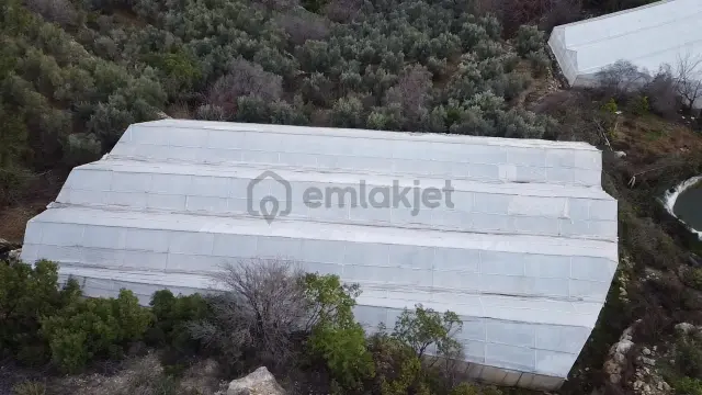 Alanya Kayabaşı Mah.sökelli Mevkii Seralı Satılık 1330 M2 Tarla 3