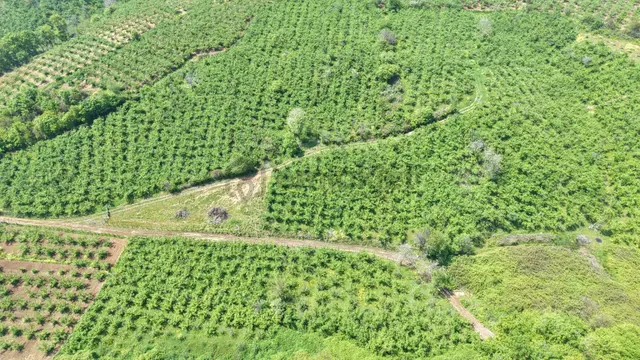 Bağırganlı'da Mahalle Merkezine Yakın Resmi Yollu Fındıklık 3