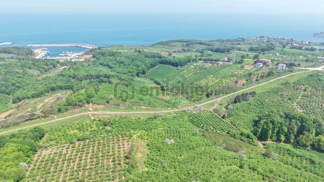 Bağırganlı'da Mahalle Merkezine Yakın Resmi Yollu Fındıklık 5