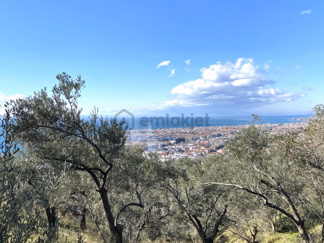 🌀gültaş Emlaktan Satılık Altınolukta Full Deniz Manzaralı Zeytinlik 4