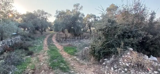 Milas Söğütcük De 1122 M2 Yola Cepheli,yatırım Yaşam Fırsatı! 3