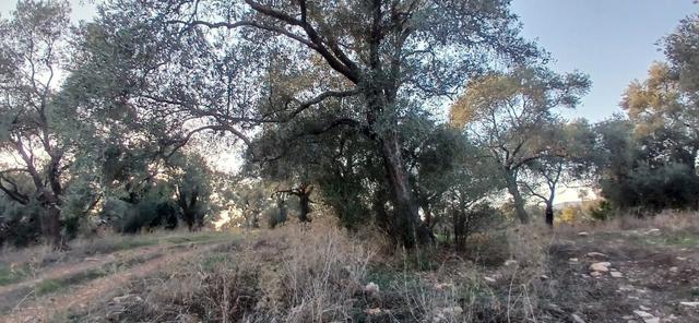 Milas Söğütcük De 1122 M2 Yola Cepheli,yatırım Yaşam Fırsatı! 5