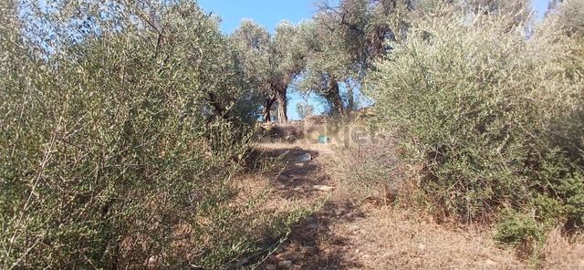 Milas Çiftlik Yatırıma Uygun Yola Yakın 5640 M2 Zeytinlik 5