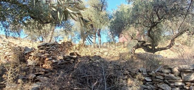Milas Çiftlik Yatırıma Uygun Yola Yakın 5640 M2 Zeytinlik 2