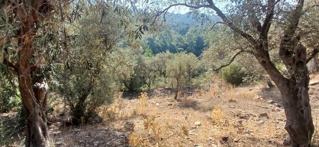 Milas Çiftlik Yatırıma Uygun Yola Yakın 5640 M2 Zeytinlik 3