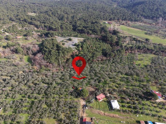 ▀▄mera Emlaktan Hacıarslanlar Köyünde 4000m2 Verimli Zeytinlik 5