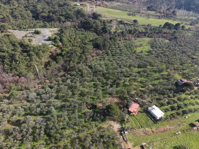 ▀▄mera Emlaktan Hacıarslanlar Köyünde 4000m2 Verimli Zeytinlik 2