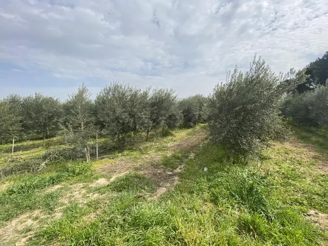 Balıkesir Edremit Te Satılık 408 Dönüm Zeytinlik. 3