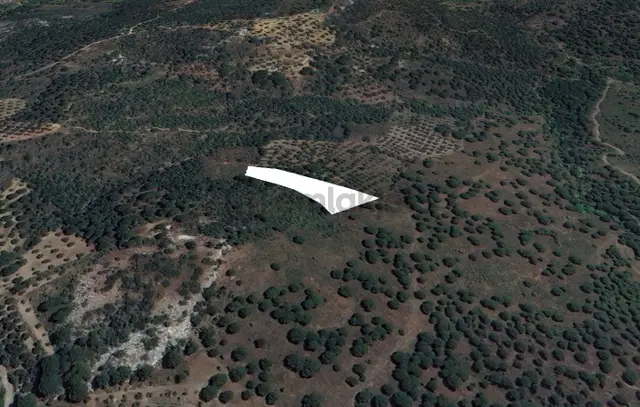 Golden Globy, Burhaniye Hacıbozlar'da Satılık 3 Dönüm Zeytinlik 1