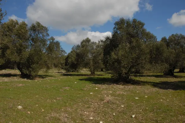 Balıkesir Ayvalık Ta Satılık 51,500 Metre Kare Zeytinlik 3
