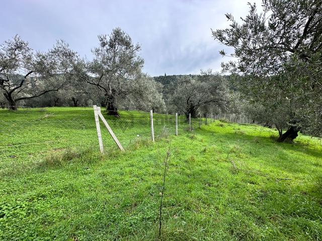 ▀mera Emlaktan Pınarbaşı Köyü Müstakil Tapulu 995 M2 Zeytinlik 5