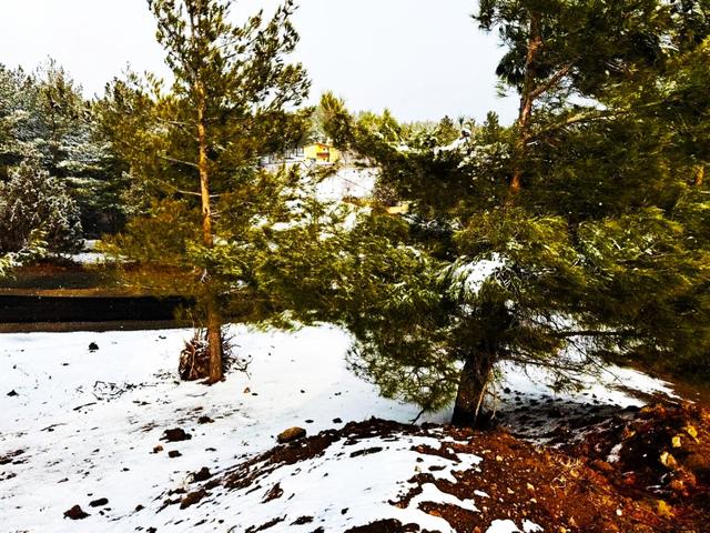 Kar Emlaktan Alpu Yaylasında 500 M2 Satılık Arsa 5