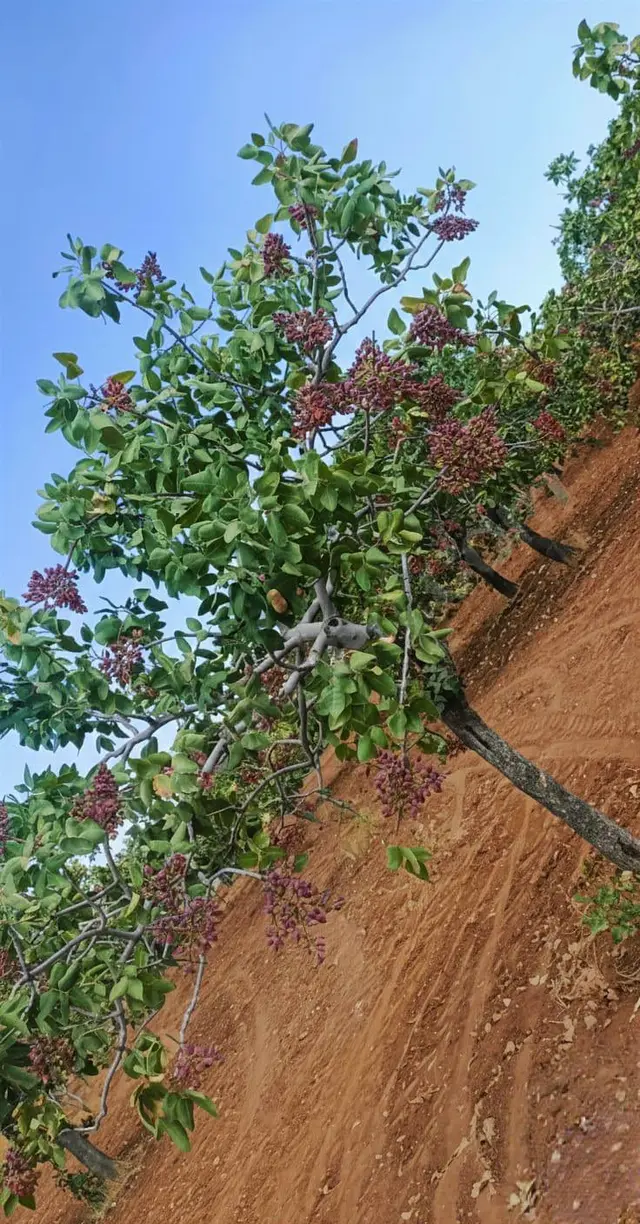 Orak Emlaktan Yatırımlık Fıstık Bahçesi 3