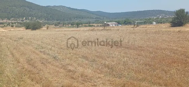 Bodrum Çamarası 5032 M2 Yola Cepheli Tarla 2