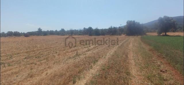 Bodrum Çamarası 5032 M2 Yola Cepheli Tarla 5