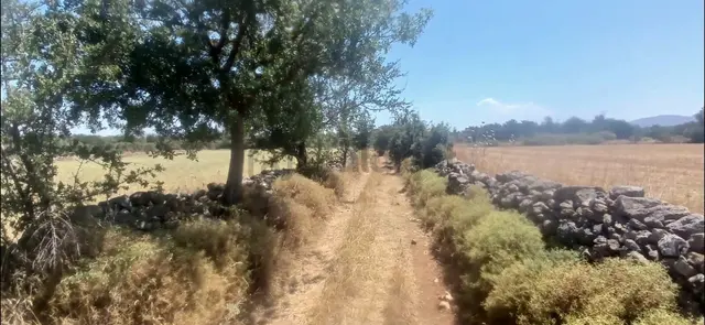 Bodrum Çamarası 5032 M2 Yola Cepheli Tarla 3