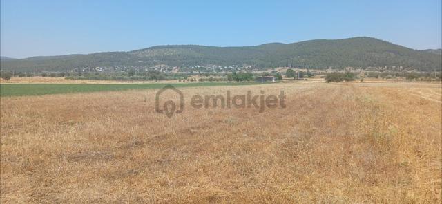 Bodrum Çamarası 5032 M2 Yola Cepheli Tarla Bodrum Çamarası 5032 M2 Yola Cepheli Tarla